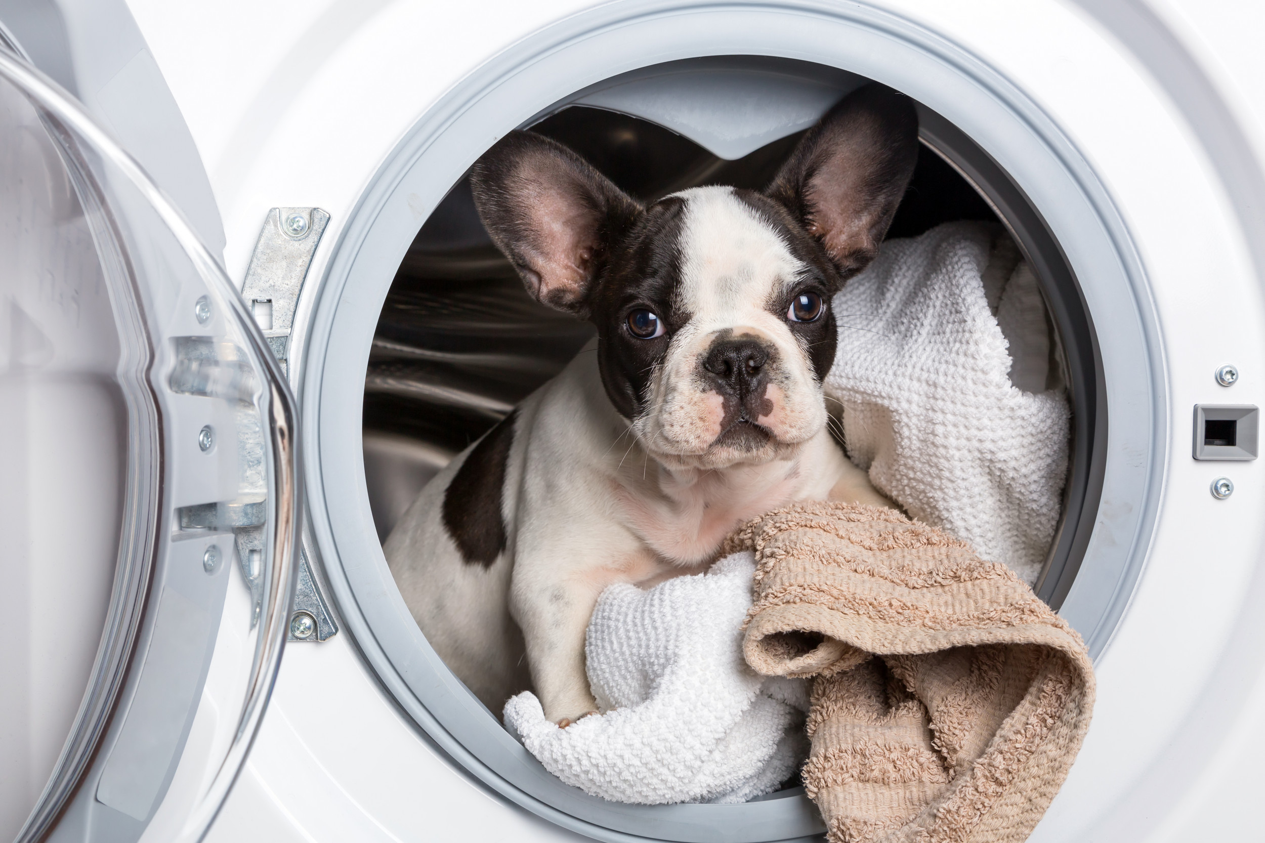Pet Groomer Laundry Services